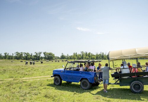 Büffelreservat am Kis-Balaton, Kápolnapuszta
