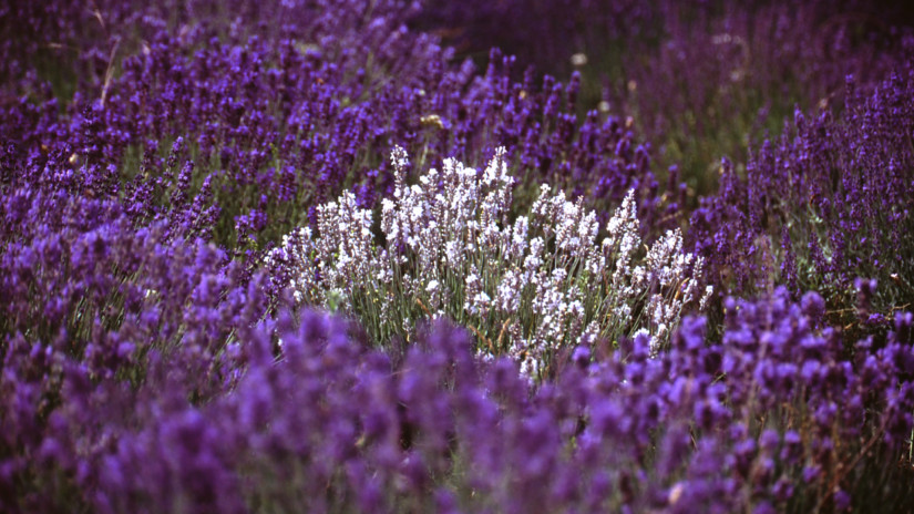 slidebg4 Different type of lavender: white, purple