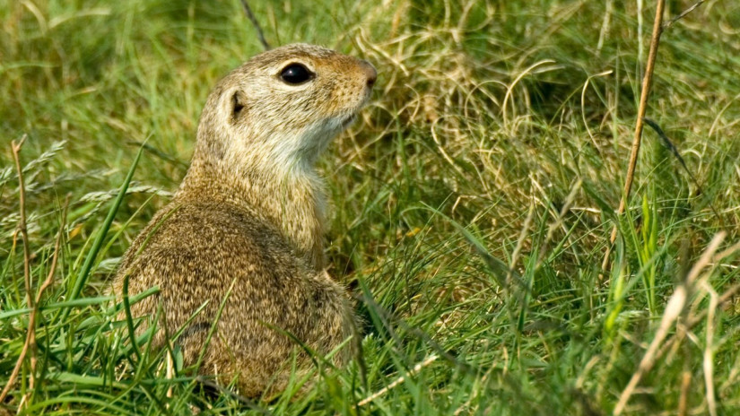 slidebg4 European ground squirrel