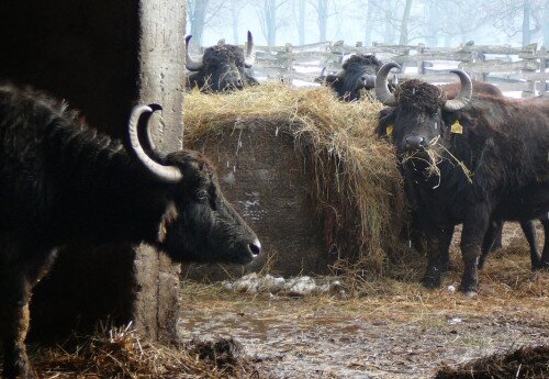 Kápolnapuszta Bivalyrezervátum, Kis-Balaton