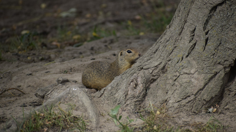 slidebg4 Spermophilus