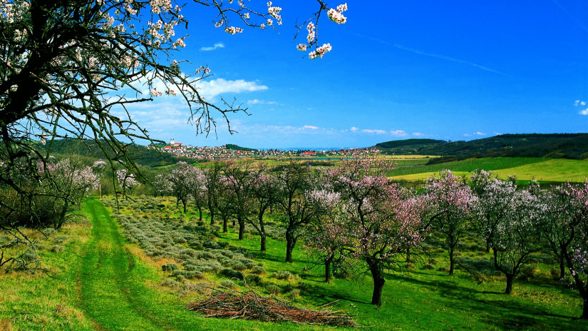 slidebg4 Tihany Peninsula in spring, flowering