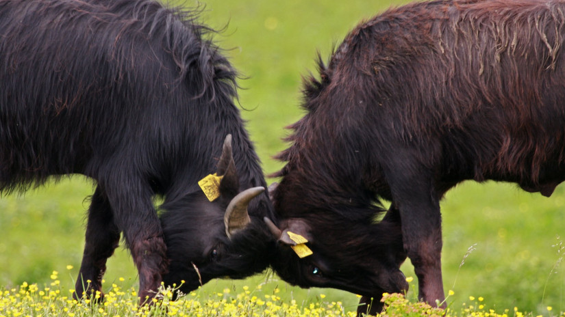 slidebg4 Water Buffalo in Kápolnapuszta