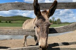 A Hungarian donkey