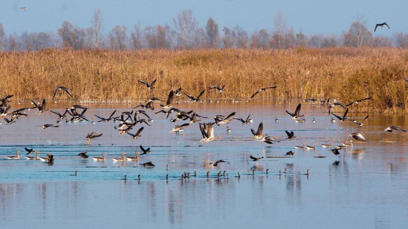 A Kis-Balaton 1951 óta nemzeti szinten védett, 1979 óta a nemzetközi jelentőségű vizes élőhelyek egyezménye (Ramsari Egyezmény) által jegyzett terület