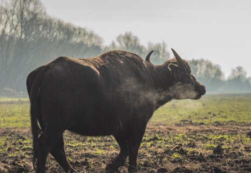 Büffelreservat am Kis-Balaton, Kápolnapuszta