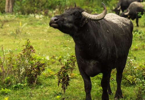 Büffelreservat am Kis-Balaton, Kápolnapuszta