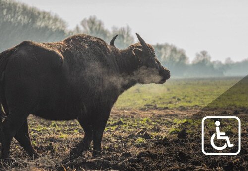 Büffelreservat am Kis-Balaton, Kápolnapuszta