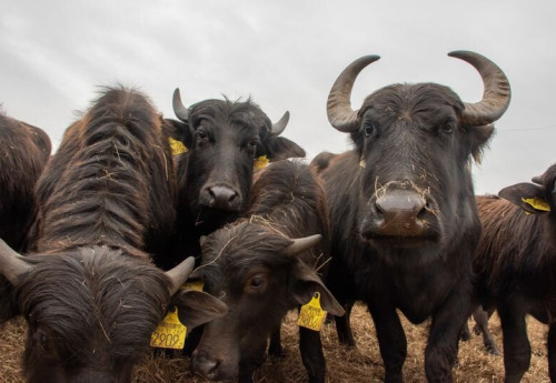 Büffelreservat am Kis-Balaton, Kápolnapuszta