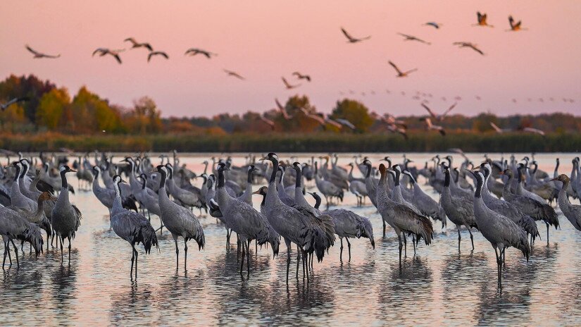 Hortobágyi Nemzeti Park – daruk hajnalban