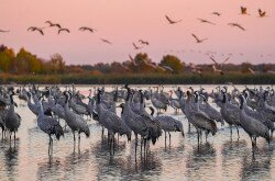 Hortobágyi Nemzeti Park – daruk hajnalban