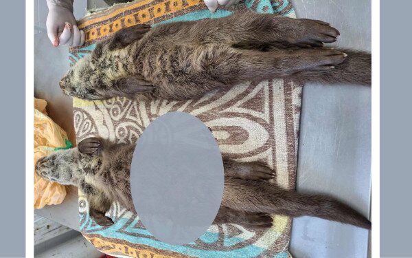 Felelős állattartást kérünk a Balaton jegén is!