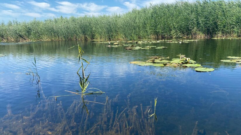 Kis-Balaton canoe tour