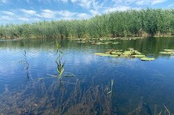 Kis-Balaton canoe tour