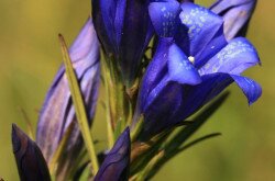 Kornicstárnics (Gentiana pneumonanthe)