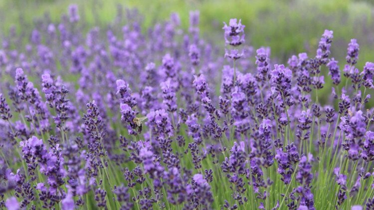 Lavender Pick It Yourself 2024