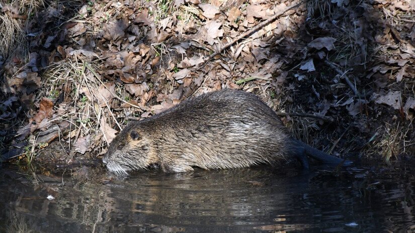 Nutria