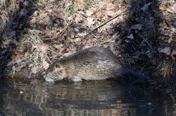 Nutria