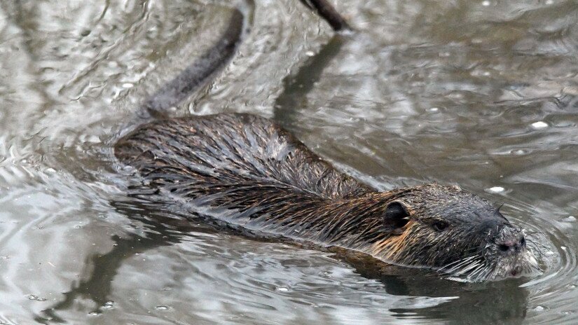 Nutria úszik