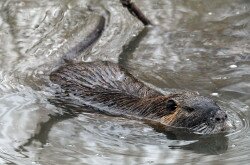 Nutria úszik