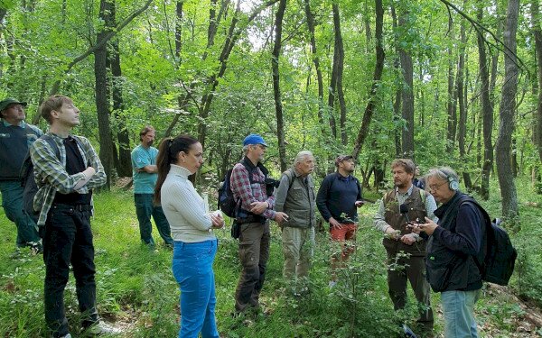 Balaton Uplands Oak Forests Recover as the Impacts of Intensive Forestry Fade Away