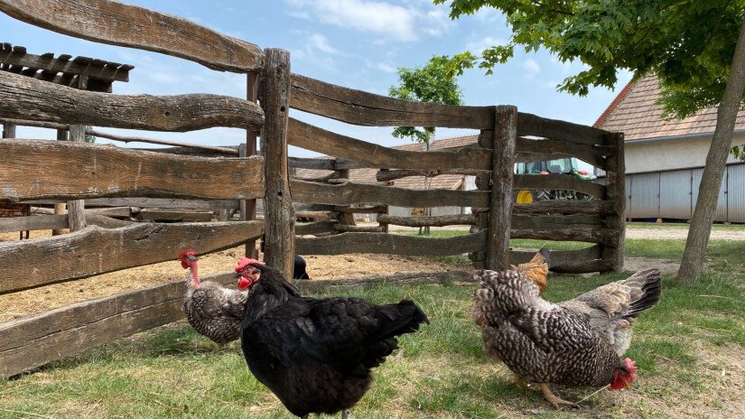 Poultry yard at the Manor, Salföld