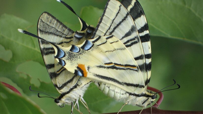 Scarce swallowtail (Iphiclides podalirius)