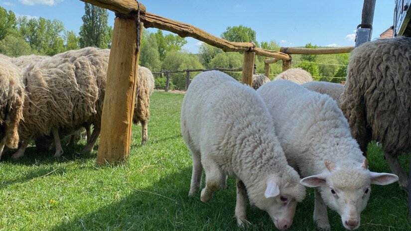 Schäfe im Meierhof, Salföld