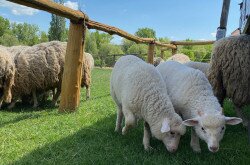 Sheep at the Manor, Salföld