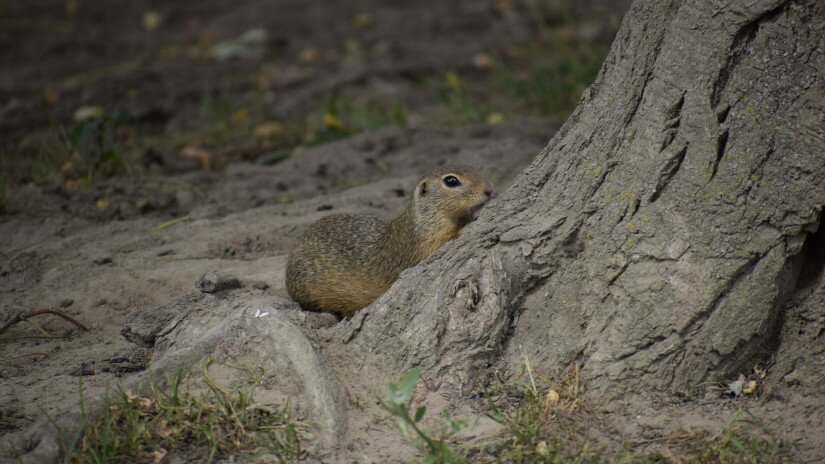 Spermophilus