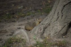 Spermophilus