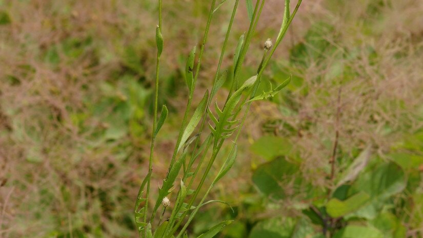 Sugaras zsoltina (Serratula radiata)