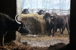 Telelő bivalyok a Kápolnapusztai Bivalyrezervátumban