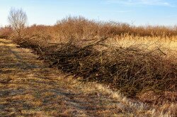 Területkezelés a gyulafirátóti mikládi lápon