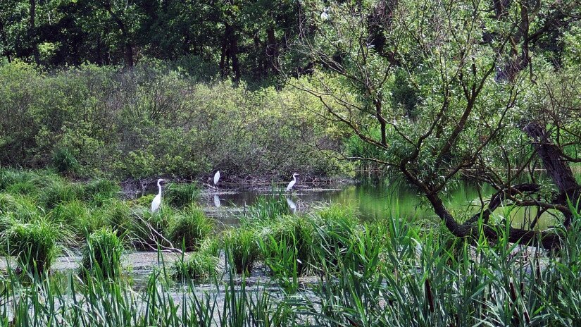 The great egret