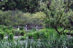 The great egret