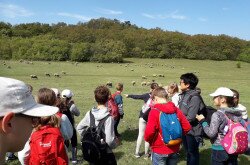 Tihany Forest School