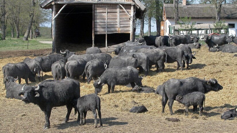  Water Buffalo 