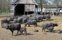  Water Buffalo 