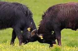 Water Buffalo in Kápolnapuszta