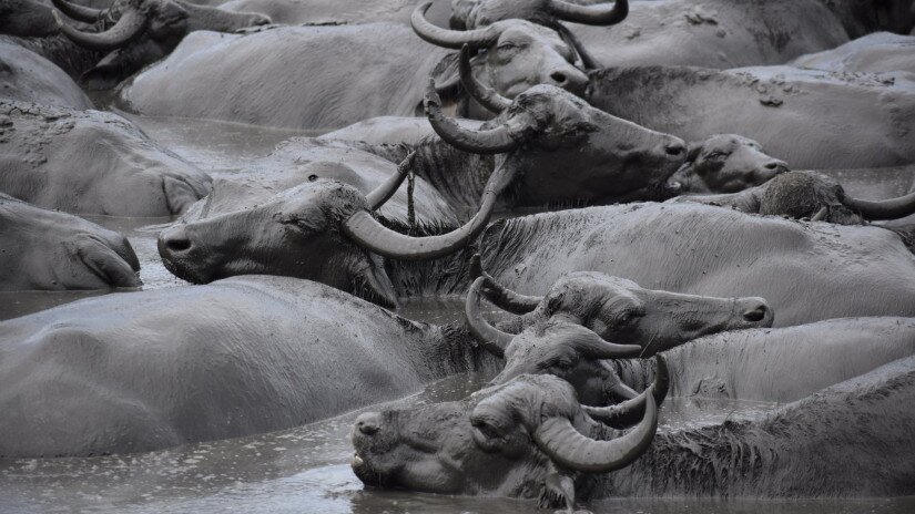 Water Buffalo in Kápolnapuszta