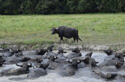 Water Buffalo in Kápolnapuszta