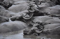 Water Buffalo in Kápolnapuszta