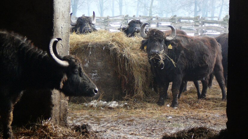 Water Buffalo in winter in Kápolnapuszta