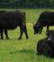 Water Buffalo Reserve, Kápolnapuszta