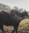 Water Buffalo Reserve, Kápolnapuszta