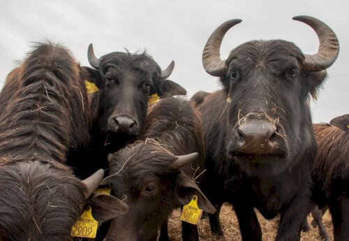 Water Buffalo Reserve, Kápolnapuszta