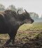 Water Buffalo Reserve, Kápolnapuszta