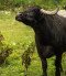 Water Buffalo Reserve, Kápolnapuszta