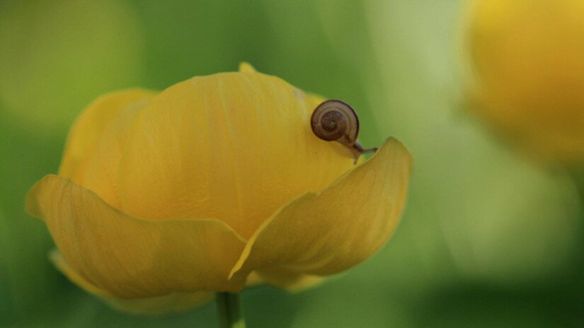 Zergeboglár (Trollius europaeus)